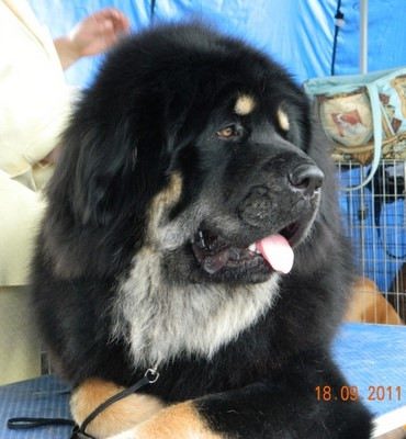 Thor